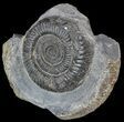 Dactylioceras Ammonite Fossil - England #52639-1